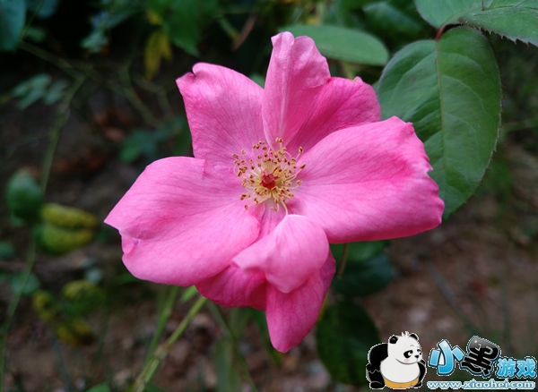 ��pro 3�ֻ���ô�� ������pro 3���������Ƶ