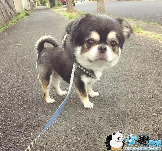 大头照片手机软件叫什么 大头照片制作app cy