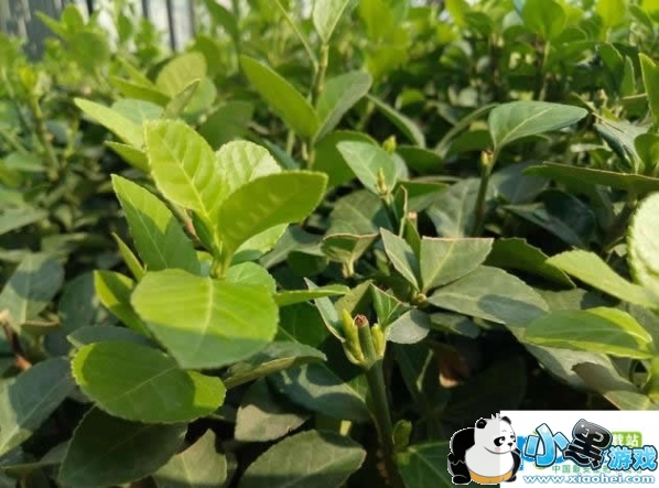 ����E�ֻ���ô�� ��������E�׷�����