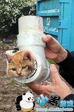 ����èʲô��˼ ����èapp����