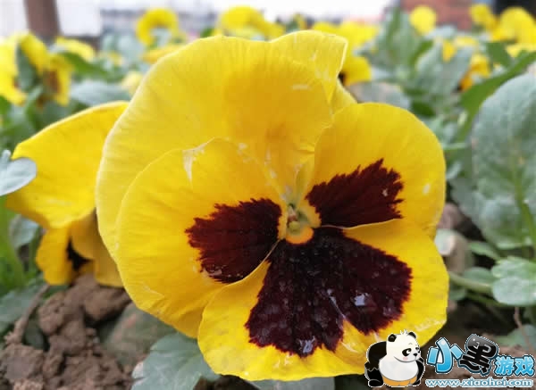 ��ΪMate 9 Pro��ô���ò��� ��ΪMate 9 Pro����