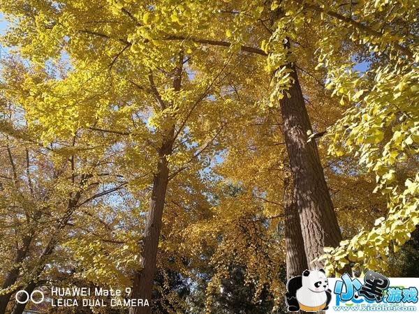 ��ΪMate 9�ֻ���ô�� ��ΪMate 9�������