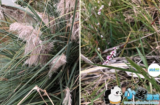 ����ʶ�������ĸ��� ����ʶ��app���ʹ��