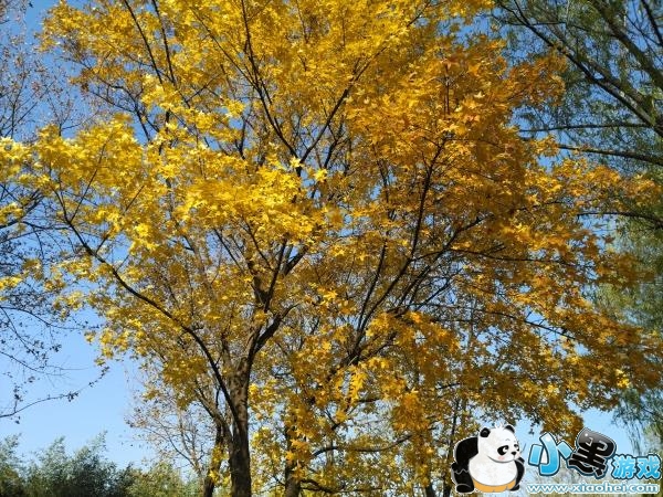 锤子m1l怎么样 锤子m1l评测 锤子m1l怎么样 锤子m1l评测