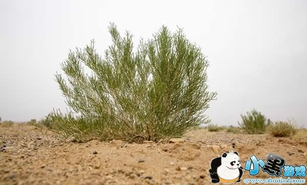 ����ɭ�����ǿ�����ô�� ����ɭ��ʵʱ����������