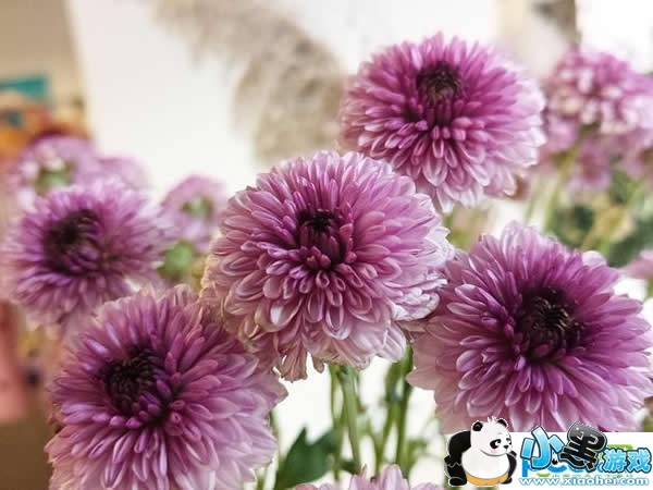 ��ͼV6�ֻ���ô�� ��ͼv6����Ǯ ��ͼV6����