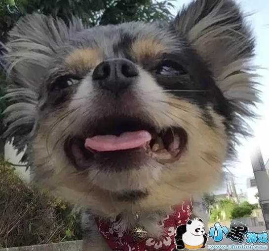 ��ͷ��Ƭ�ֻ�������ʲô ��ͷ��Ƭ����app cymera(�������)�淨�̳�