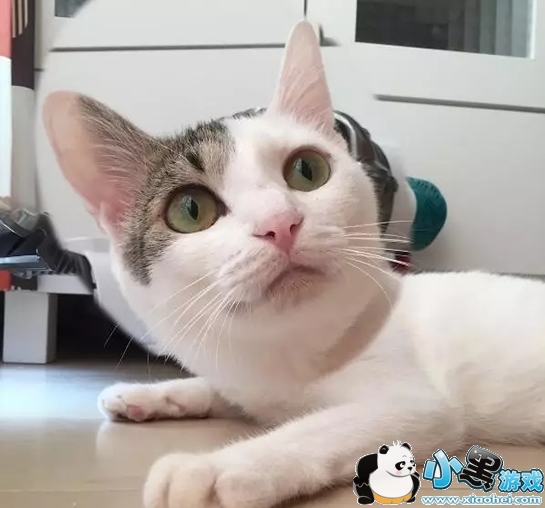 ��ͷ��Ƭ�ֻ�������ʲô ��ͷ��Ƭ����app cymera(�������)�淨�̳�