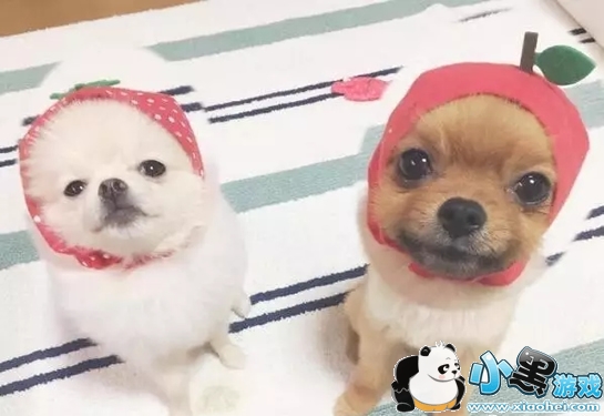 ��ͷ��Ƭ�ֻ�������ʲô ��ͷ��Ƭ����app cymera(�������)�淨�̳�