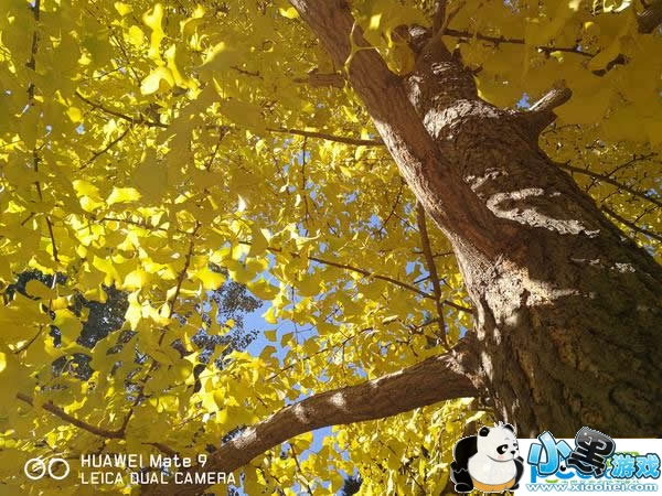 ��ΪMate 9�ֻ���ô�� ��ΪMate 9�������