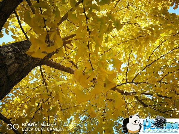 ��ΪMate 9�ֻ���ô�� ��ΪMate 9�������