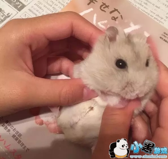 ��ͷ��Ƭ�ֻ�������ʲô ��ͷ��Ƭ����app cymera(�������)�淨�̳�