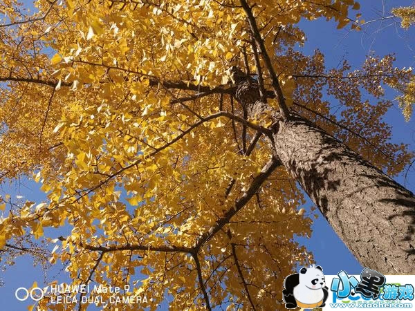 ��ΪMate 9�ֻ���ô�� ��ΪMate 9�������