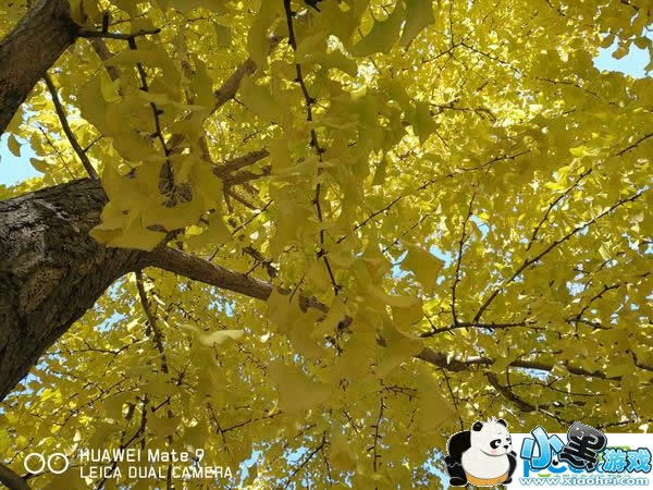 ��ΪMate 9�ֻ���ô�� ��ΪMate 9�������