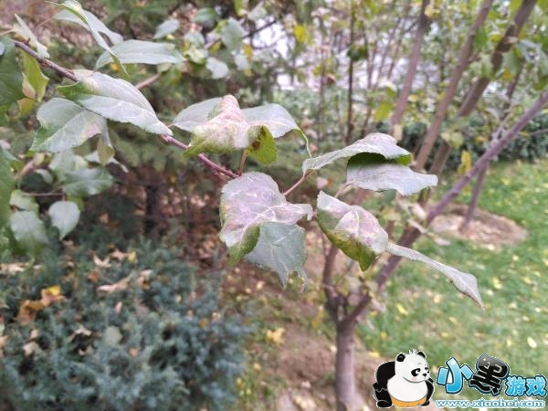 锤子m1l怎么样 锤子m1l评测 锤子m1l怎么样 锤子m1l评测