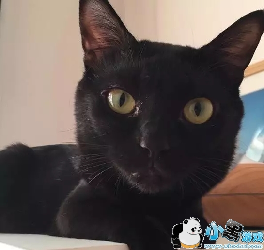 ��ͷ��Ƭ�ֻ�������ʲô ��ͷ��Ƭ����app cymera(�������)�淨�̳�