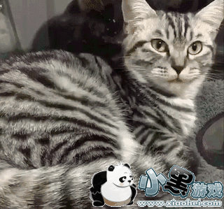 thug life������ô�� thug life������ôŪ