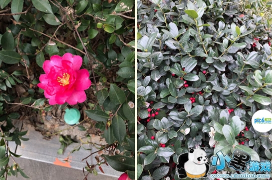 ���ղ黨������ʲô ����ʶ������App����