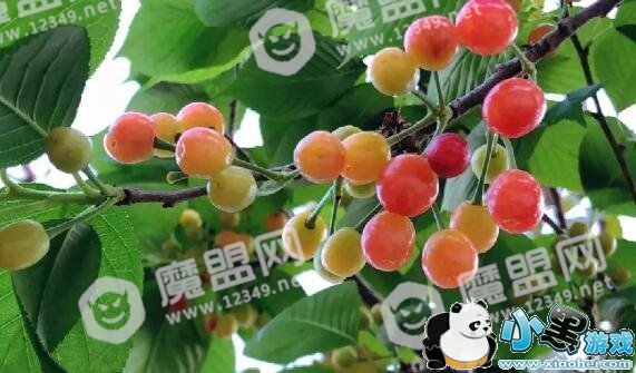 2018�ѽ�ӣ�ҽ�ʲôʱ��ʼ Ԥ��4��20������