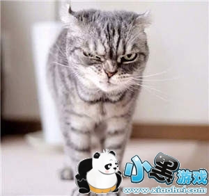 ���������è�������ȫ�����è��ͼ��ˮӡ���������ͼ1