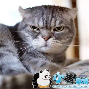 ���������è�������ȫ�����è��ͼ��ˮӡ���������ͼ10