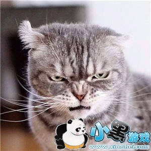 ���������è�������ȫ�����è��ͼ��ˮӡ���������ͼ3