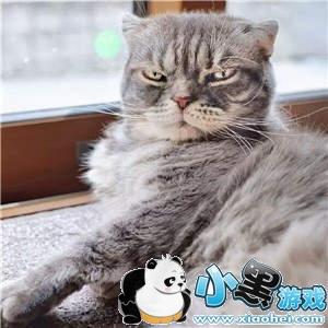 ���������è�������ȫ�����è��ͼ��ˮӡ���������ͼ13