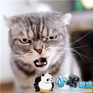 ���������è�������ȫ�����è��ͼ��ˮӡ���������ͼ7