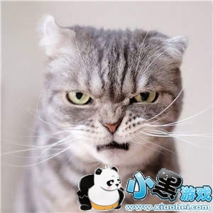 ���������è�������ȫ�����è��ͼ��ˮӡ���������ͼ2