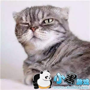 ���������è�������ȫ�����è��ͼ��ˮӡ���������ͼ15