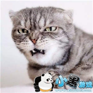 ���������è�������ȫ�����è��ͼ��ˮӡ���������ͼ6