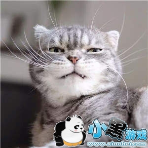 ���������è�������ȫ�����è��ͼ��ˮӡ���������ͼ11