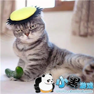 ���������è�������ȫ�����è��ͼ��ˮӡ���������ͼ12