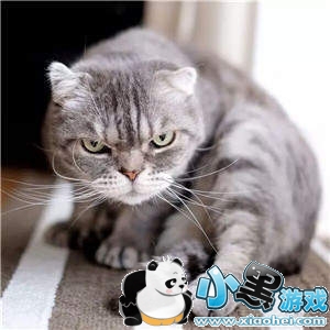 ���������è�������ȫ�����è��ͼ��ˮӡ���������ͼ8