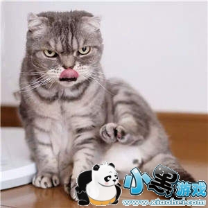 抖音社会猫表情包高清图片大全