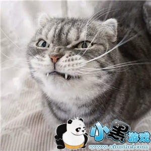 ���������è�������ȫ�����è��ͼ��ˮӡ���������ͼ5