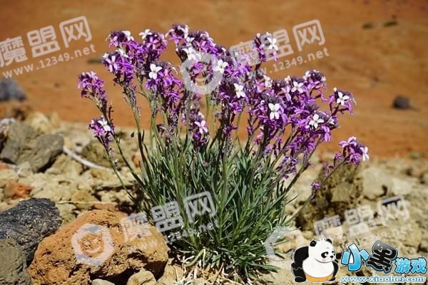 ����ɭ�ֻ�����ʲô ����ɭ�ֻ�������ô��