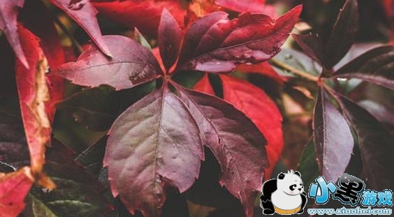 任我陶醉换爱的凄美是什么歌_抖音任我陶醉换