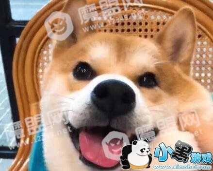 抖音惨叫鸡之歌是什么 魔性音乐根本停不下来