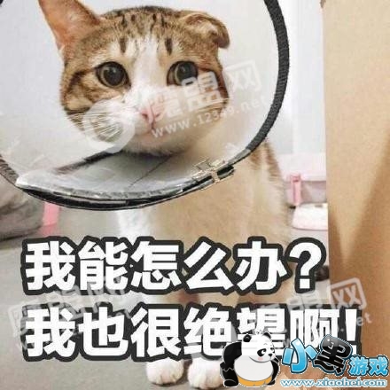 ����������ʲô�� ��������ʲô��˼