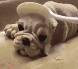 �����ڹ�����GIFͼ �ڹ�Ŀ�ɿڴ���