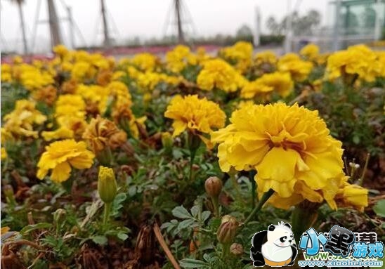 ��ҫ����8A����Ч��ʵ������С����Ϸ