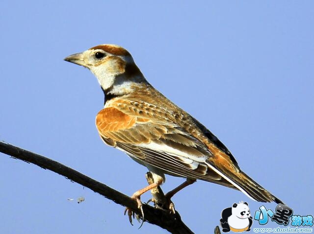 ������ȫ�׽�����Ч