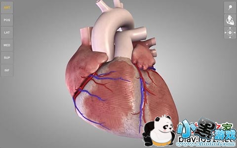 心脏三维解剖图