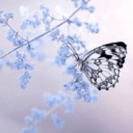 ��ɫѩ����ԭ��