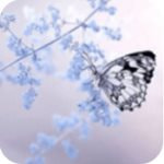 ѩ��ֱ��app���°�