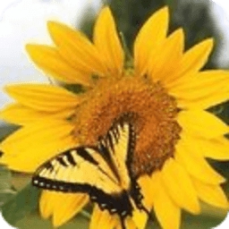 ���տ�ɫ�����ذ�װ