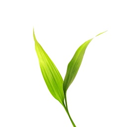 ΢��ʿ�ҳ���