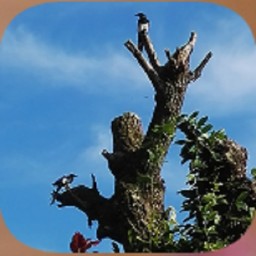 ��ֻϲȵ�ֻ���