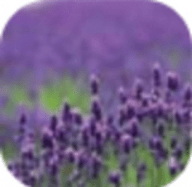 薰衣草社区App研究所下载分享